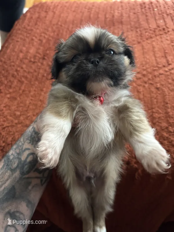 Tiny, a male Pekingese for sale in Waller, TX – 1 of 3