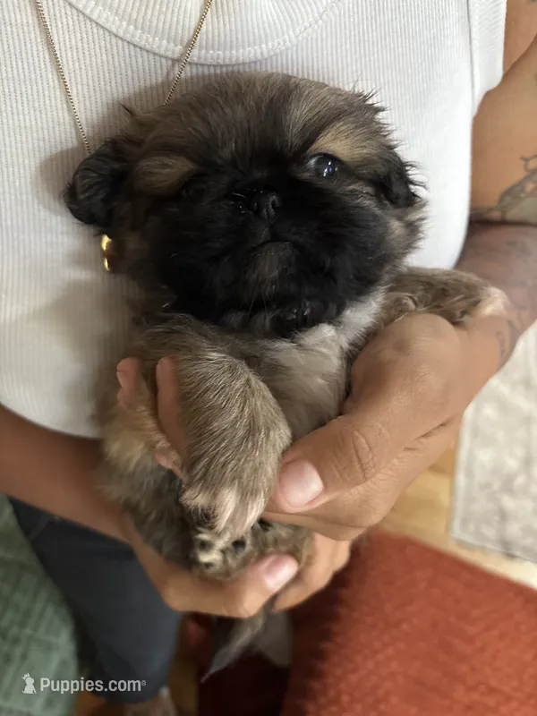Chocolate – Pekingese puppy for sale in Waller, TX