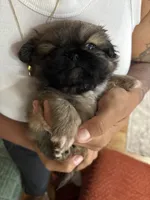 Chocolate, a male Pekingese for sale in Waller, TX – 1 of 3
