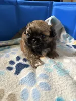 Chocolate, a male Pekingese for sale in Waller, TX – 3 of 3