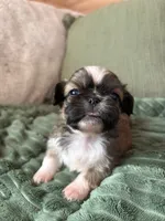 Tiny, a male Pekingese for sale in Waller, TX – 2 of 3