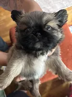 Chocolate, a male Pekingese for sale in Waller, TX – 2 of 3