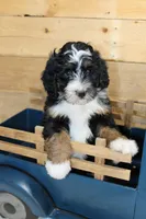 Oreo, a female Miniature Bernedoodle for sale in Wheaton, MO – Photo 3 of 3