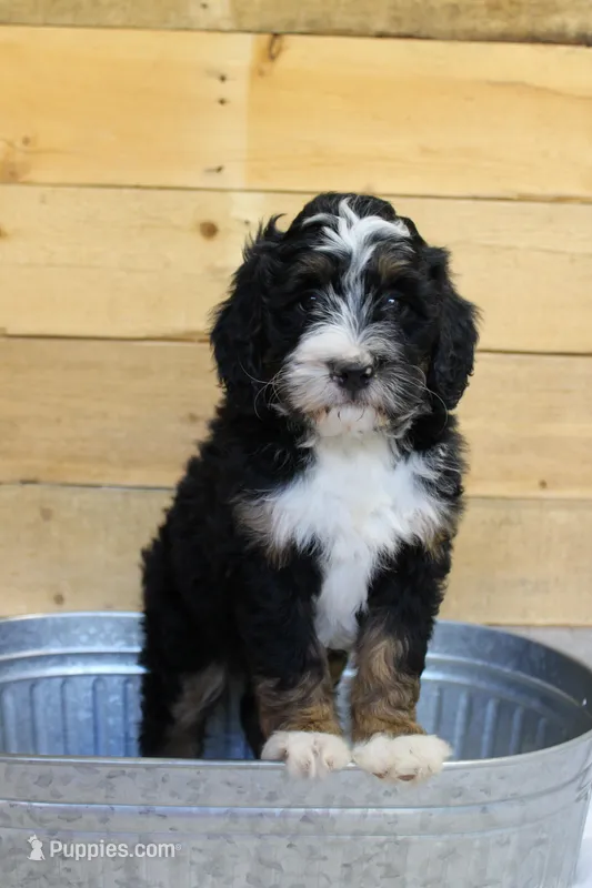 Oreo – Miniature Bernedoodle puppy for sale in Wheaton, MO