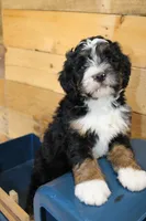 Oreo, a female Miniature Bernedoodle for sale in Wheaton, MO – Photo 2 of 3