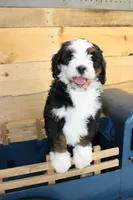 Muffin, a female Miniature Bernedoodle for sale in Wheaton, MO – Photo 4 of 5