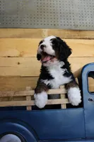 Muffin, a female Miniature Bernedoodle for sale in Wheaton, MO – Photo 3 of 5