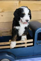 Muffin, a female Miniature Bernedoodle for sale in Wheaton, MO – Photo 5 of 5