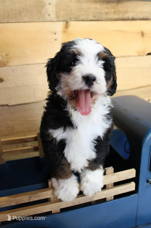 Muffin – Miniature Bernedoodle puppy for sale in Wheaton, MO