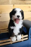 Muffin, a female Miniature Bernedoodle for sale in Wheaton, MO – Photo 1 of 5