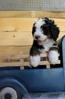 Muffin, a female Miniature Bernedoodle for sale in Wheaton, MO – Photo 2 of 5