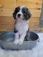 Poptart, a female Miniature Bernedoodle for sale in Wheaton, MO – Photo 1 of 2
