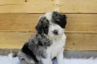Chocolate Chunk, a male Miniature Bernedoodle for sale in Wheaton, MO – Photo 4 of 4