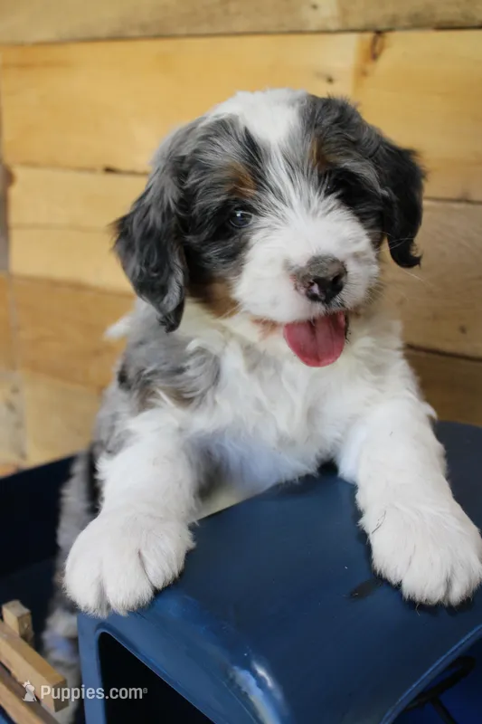 Chocolate Chunk – Miniature Bernedoodle puppy for sale in Wheaton, MO