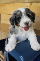 Chocolate Chunk, a male Miniature Bernedoodle for sale in Wheaton, MO – Photo 1 of 4