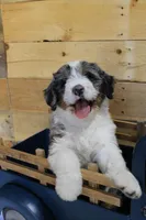 Chocolate Chunk, a male Miniature Bernedoodle for sale in Wheaton, MO – Photo 2 of 4