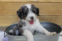 Chocolate Chunk, a male Miniature Bernedoodle for sale in Wheaton, MO – Photo 3 of 4