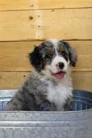 Cookies and Cream, a female Miniature Bernedoodle for sale in Wheaton, MO – Photo 4 of 4