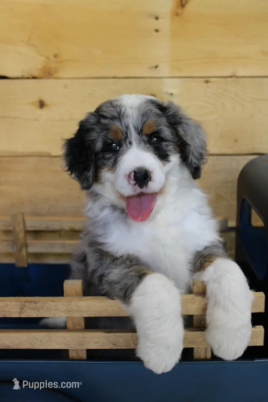 Cookies and Cream – Miniature Bernedoodle puppy for sale in Wheaton, MO