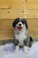 Cookies and Cream, a female Miniature Bernedoodle for sale in Wheaton, MO – Photo 2 of 4