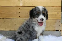 Cookies and Cream, a female Miniature Bernedoodle for sale in Wheaton, MO – Photo 3 of 4