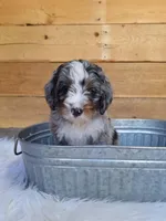 Smores, a male Miniature Bernedoodle for sale in Wheaton, MO – Photo 3 of 3