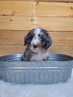 Smores, a male Miniature Bernedoodle for sale in Wheaton, MO – Photo 1 of 3