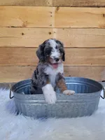 Smores, a male Miniature Bernedoodle for sale in Wheaton, MO – Photo 2 of 3