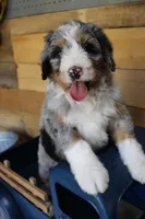 Brownie, a male Miniature Bernedoodle for sale in Wheaton, MO – Photo 2 of 4