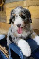 Brownie, a male Miniature Bernedoodle for sale in Wheaton, MO – Photo 1 of 4