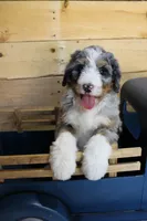 Brownie, a male Miniature Bernedoodle for sale in Wheaton, MO – Photo 3 of 4