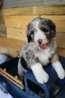 Brownie, a male Miniature Bernedoodle for sale in Wheaton, MO – Photo 4 of 4