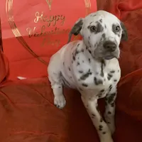 General AKC, a male Dalmatian for sale in Hartsville, SC – Photo 2 of 10