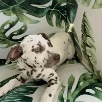 General AKC, a male Dalmatian for sale in Hartsville, SC – Photo 1 of 10