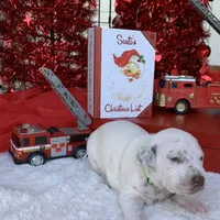 General AKC, a male Dalmatian for sale in Hartsville, SC – Photo 9 of 10