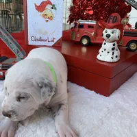 General AKC, a male Dalmatian for sale in Hartsville, SC – Photo 8 of 10