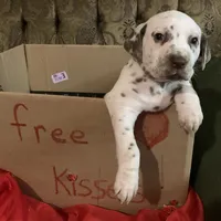 General AKC, a male Dalmatian for sale in Hartsville, SC – Photo 4 of 10