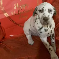 General AKC, a male Dalmatian for sale in Hartsville, SC – Photo 3 of 10