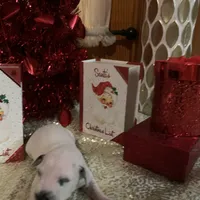 General AKC, a male Dalmatian for sale in Hartsville, SC – Photo 7 of 10