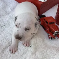 General AKC, a male Dalmatian for sale in Hartsville, SC – Photo 10 of 10