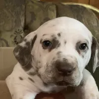 General AKC, a male Dalmatian for sale in Hartsville, SC – Photo 6 of 10