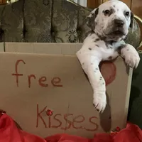 General AKC, a male Dalmatian for sale in Hartsville, SC – Photo 5 of 10