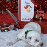 Vance AKC, a male Dalmatian for sale in Hartsville, SC – Photo 9 of 9