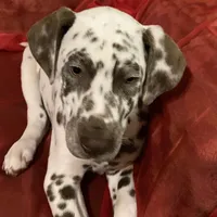 Vance AKC, a male Dalmatian for sale in Hartsville, SC – Photo 4 of 9