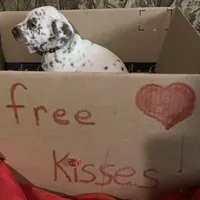 Vance AKC, a male Dalmatian for sale in Hartsville, SC – Photo 6 of 9