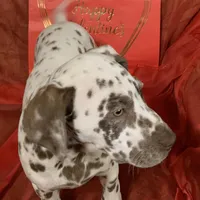 Vance AKC, a male Dalmatian for sale in Hartsville, SC – Photo 2 of 9