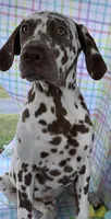 Vance AKC, a male Dalmatian for sale in Hartsville, SC – Photo 8 of 8