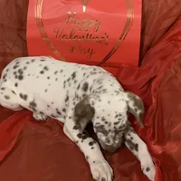 Vance AKC, a male Dalmatian for sale in Hartsville, SC – Photo 3 of 9