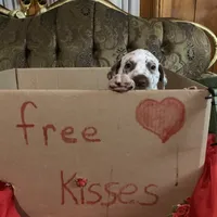 Vance AKC, a male Dalmatian for sale in Hartsville, SC – Photo 7 of 9