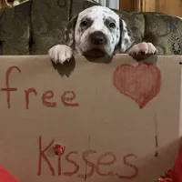 Vance AKC, a male Dalmatian for sale in Hartsville, SC – Photo 5 of 9